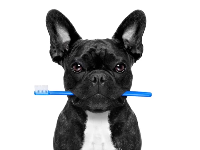 آموزش مسواك در حيوانات خانگى 